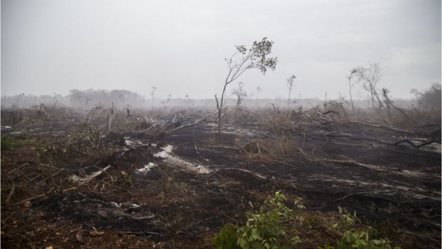 Deforestación en Hopelchén