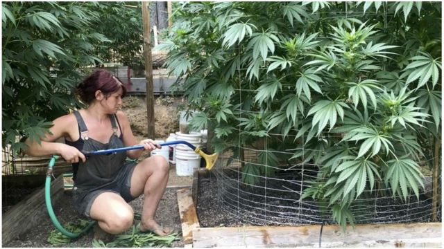 Ganja