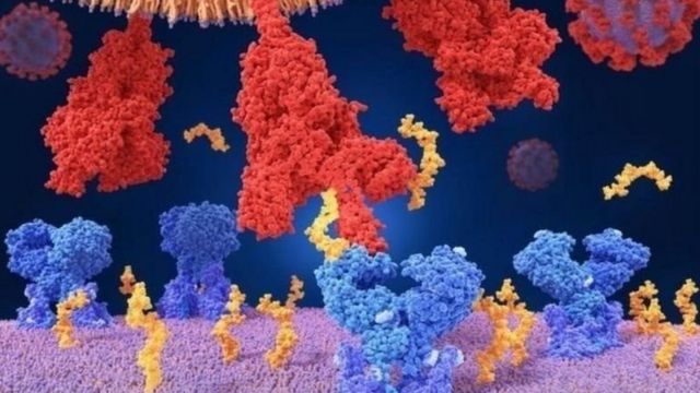 ویروس کرونا