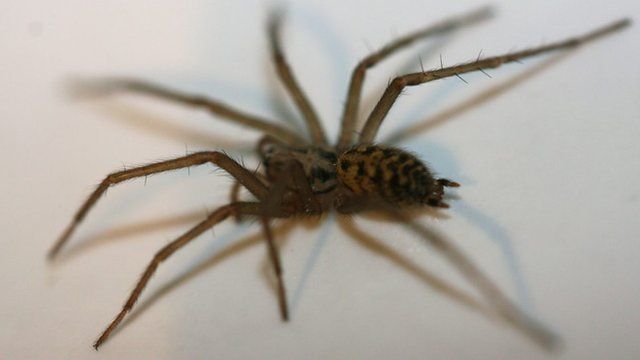 How to Overcome the Fear of Spiders (Arachnophobia) with CBT