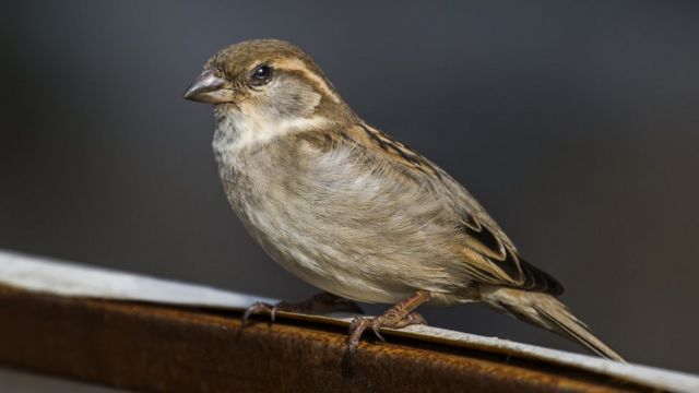 உலக சிட்டுக் குருவிகள் தினம் 2022