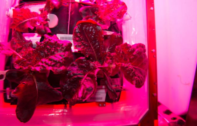 ผักกาด Red romaine lettuce ที่เพาะปลูกสำเร็จบนสถานีอวกาศนานาชาติ