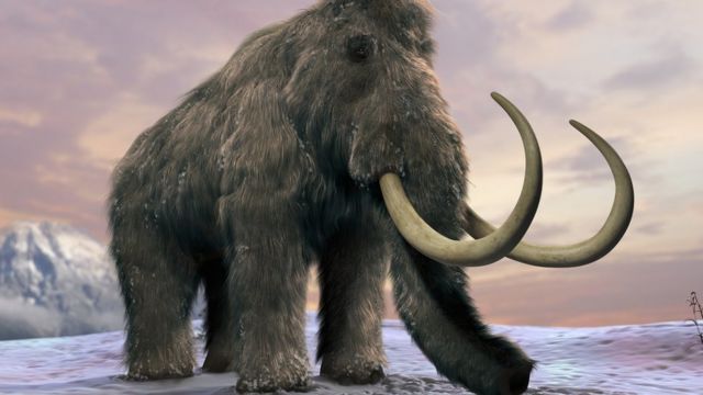 セントポール島のマンモスは本土のマンモスが絶滅した後も4000年程度生き延びた