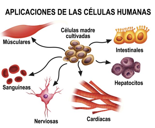 Aplicaciones de las células humanas