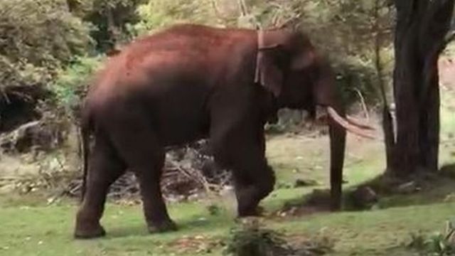 ரிவால்டோ யானை