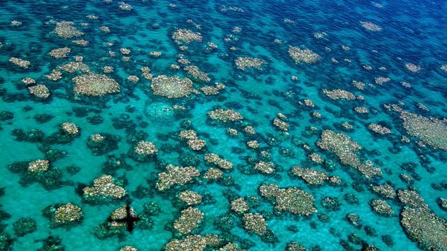 澳大利亞東北部大堡礁近年面臨的珊瑚白化危機史無前例