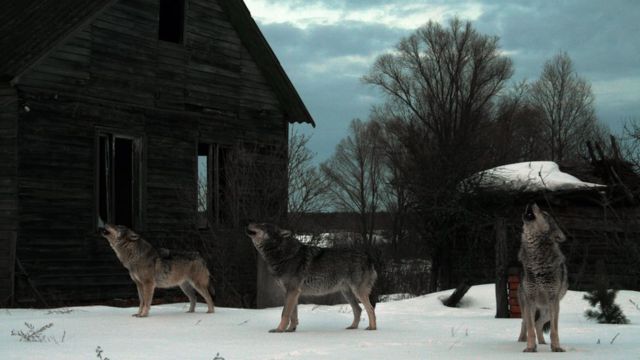 Lobos en la zona de exclusión.