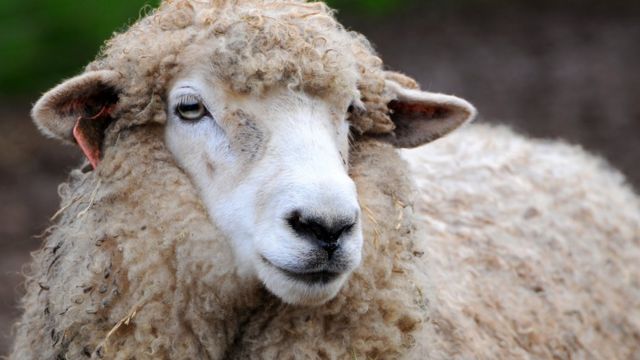 Вся правда об овцах: они вовсе не глупые и совсем не беззащитные - BBC News  Русская служба