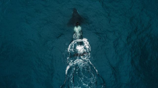 Guarda costeira norueguesa salva baleia presa a cordas no Mar de