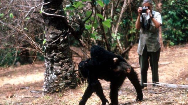 Jane Goodall with one of her research subjects in the Gombe National Park in northern Tanzania