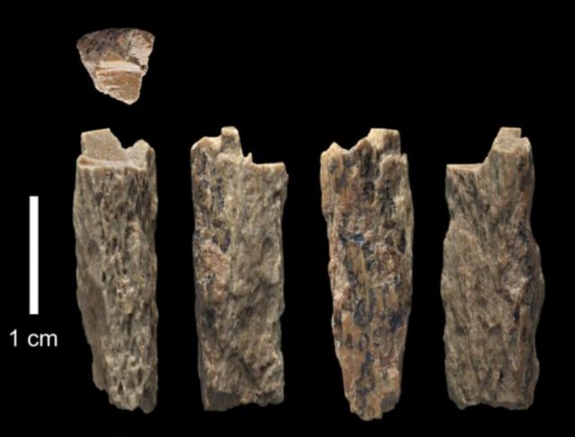 ฟอสซิลเศษกระดูกของมนุษย์โบราณ ซึ่งพบที่ถ้ำเดนิโซวาในรัสเซียเมื่อปี 2012