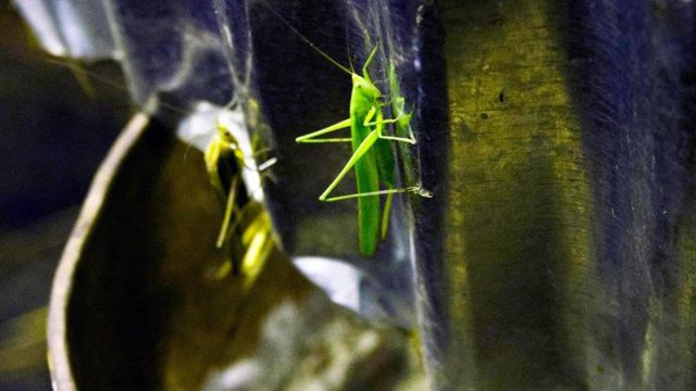 வெட்டுக்கிளிகள் உண்மையில் மாட்டிறைச்சிக்கு மாற்றாக முடியுமா?