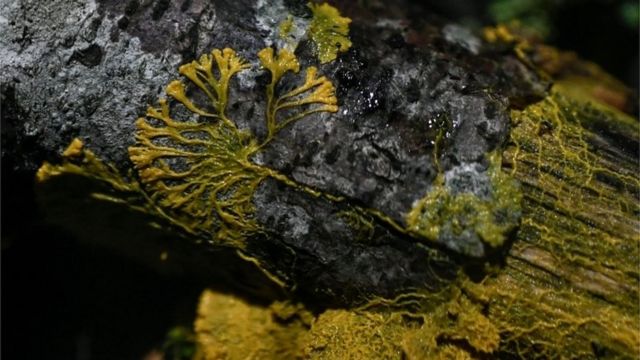 Una foto con el physarum polycephalum o "blob"