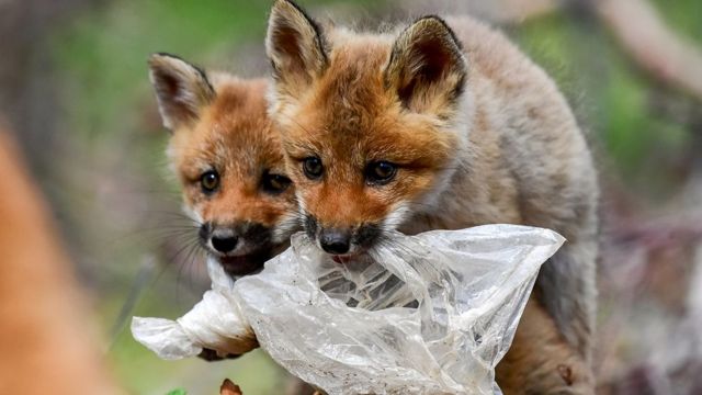 Raposas com saco plástico na boca
