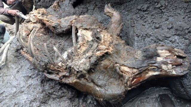 A carcass of a juvenile woolly rhinoceros, found in permafrost in August 2020 on the banks of the Tirekhtyakh river in the region of Yakutia in eastern Siberia
