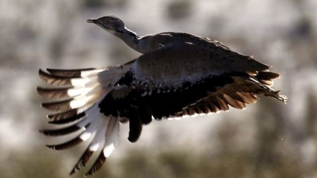 هوبره - Hunting on the birds wintering grounds is the main reason for their dwindling population