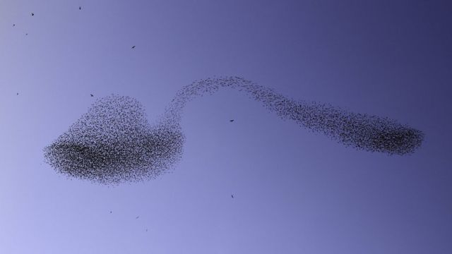 صورة سرب من الطيور على شكل ملعقة