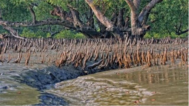 রামপাল বিদ্যুৎ কেন্দ্রের প্রভাব পুরো সুন্দরবনের ওপরই পড়বে বলে আশংকা পরিবেশবাদী সংগঠনগুলোর