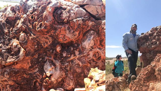 Découverte incroyable en Australie du fossile de la deuxième plus