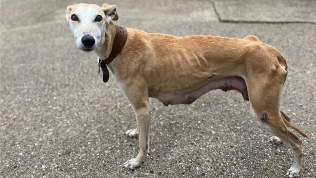 do lurchers shed hair