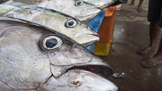 Yellowfin tuna on sale at a fish market in Honiara, capital of the Solomon Islands (file photo)