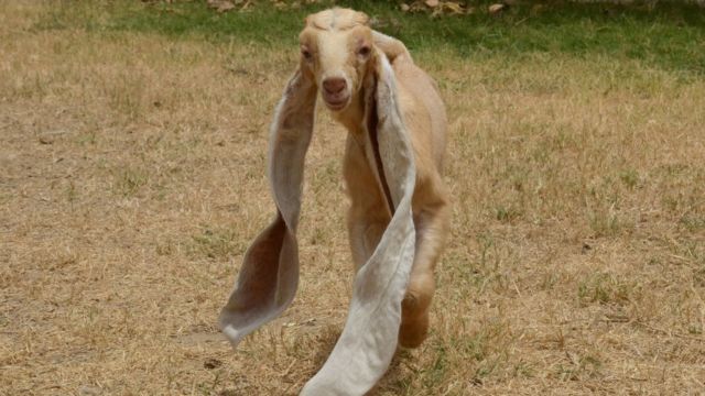 Image shows goat with long ears running