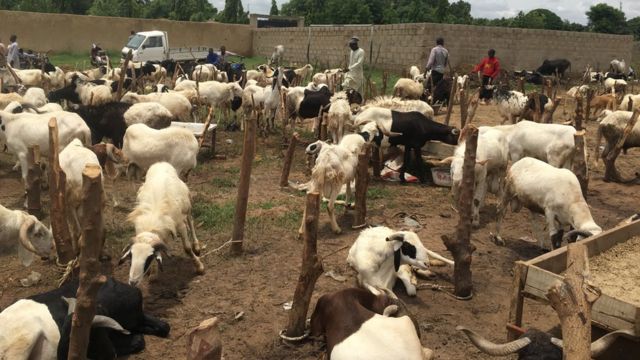 Sellers don already start to display dia rams for Kano northwest Nigeria