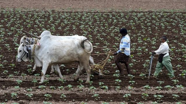 పొలం దున్నుతున్న రైతు