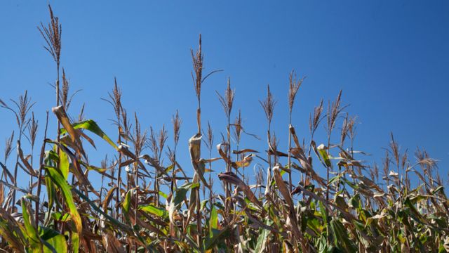 Plantación de maíz en Brasil