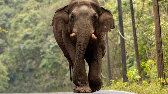 யானை மனித எதிர்கொள்ளல்