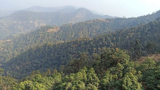 गुराँसेको वन