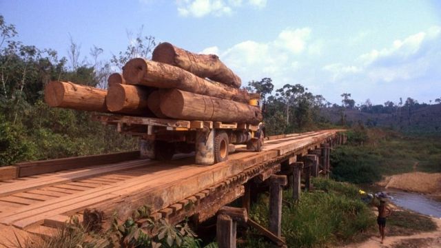 Un tercio de toda la pérdida de bosque primario húmedo en los trópicos tuvo lugar en Brasil.