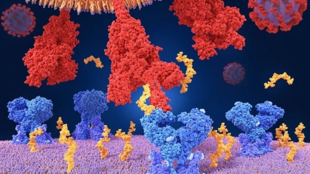 ویروس کرونا با پروتئین خار مانند خود (قرمز) به گیرنده آنژیوتانسین ۲ سلول انسان (آبی) می‌چسبد