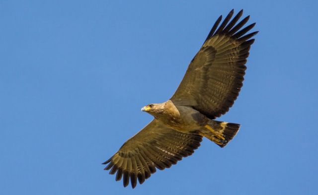 El científico argentino que recorre miles de kilómetros para proteger al  águila del Chaco, una de las más misteriosas de Sudamérica - BBC News Mundo