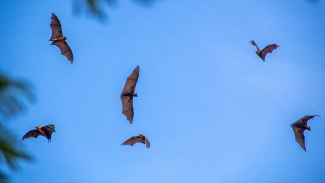 تحلق خفافيش الثمار فوق سوق باتامبانغ