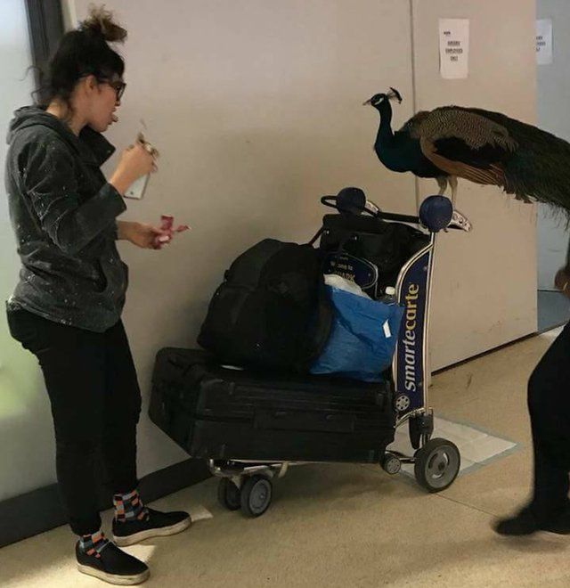 A picture of the peacock on a loaded baggage trolley, next to a woman who may be its owner