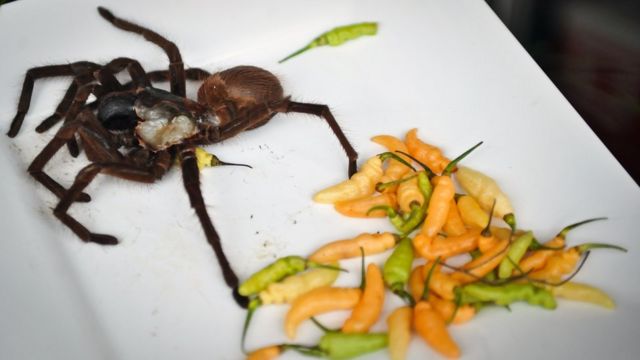Spider on a plate