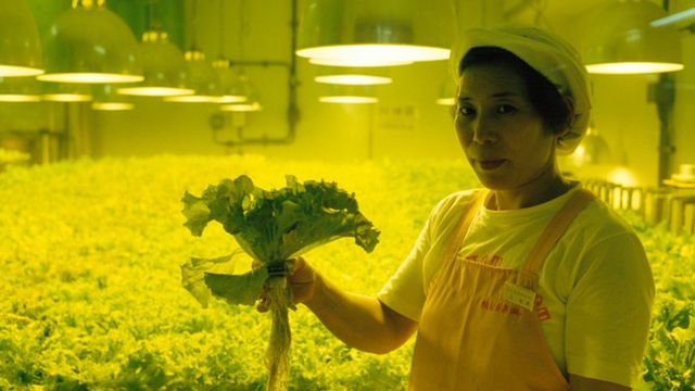 Worker shows vegetable growing without soil in Japan
