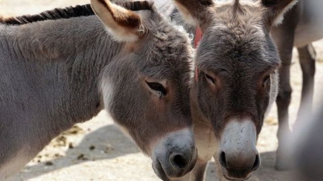 Jakuna a Afurka ta Kudu