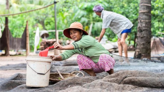 柬埔寨村民在收集蝙蝠粪。在柬埔寨和泰国，蝙蝠粪是很受欢迎的肥料，但收集这种肥料也会带来病毒感染的危险。