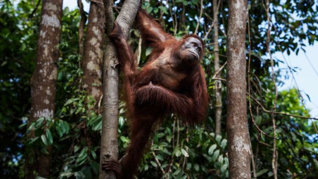 ஒரங்குட்டான்