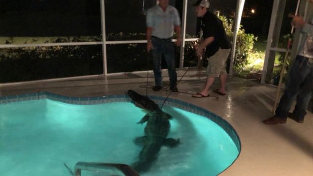 Aligator in pool