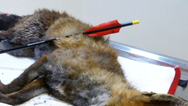 Foxes Shot Dead With Crossbow In Greenwich - Bbc News