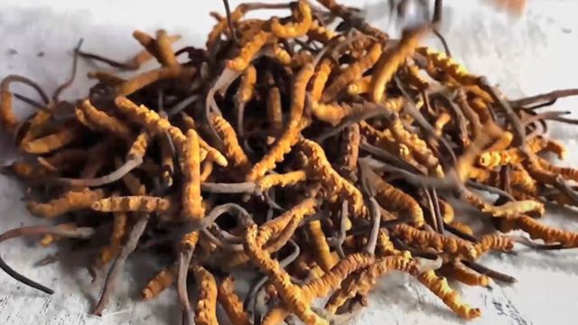 Yarsagumba Obat Kuat Himalaya Yang Lebih Mahal Dari Emas Bbc News Indonesia