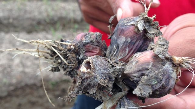 Banjir di  Kabupaten Brebes  petani bawang merah rugi lebih 