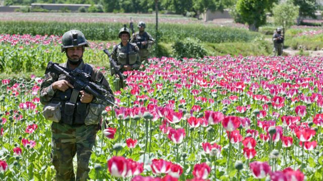 Soldados em um campo afegão de papoula