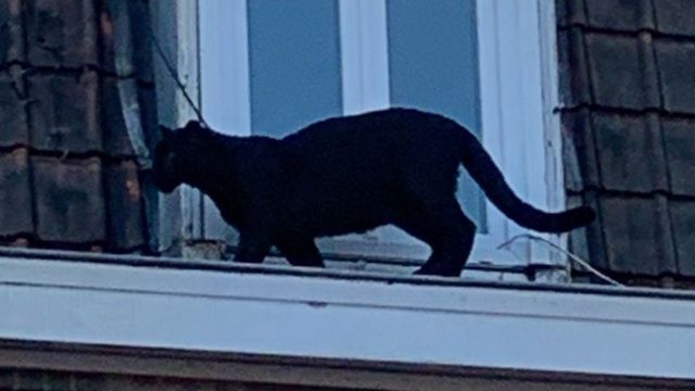 黒猫 ではなくクロヒョウが住宅街の屋根をウロウロ フランス cニュース
