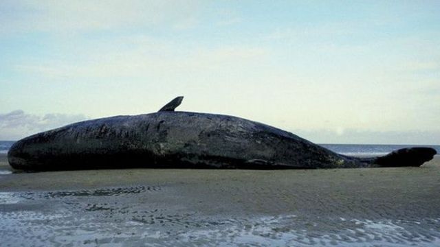 baleia morta numa praia