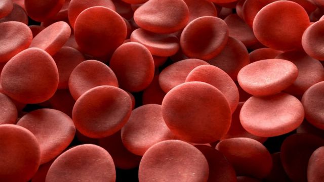 เซลล์เม็ดเลือดแดง