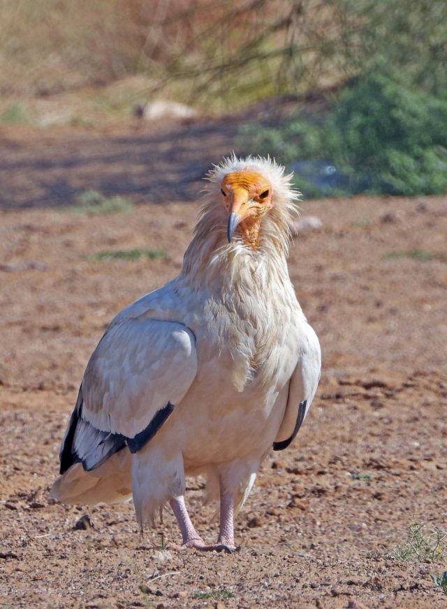 மஞ்சள் முகப் பாறு கழுகு